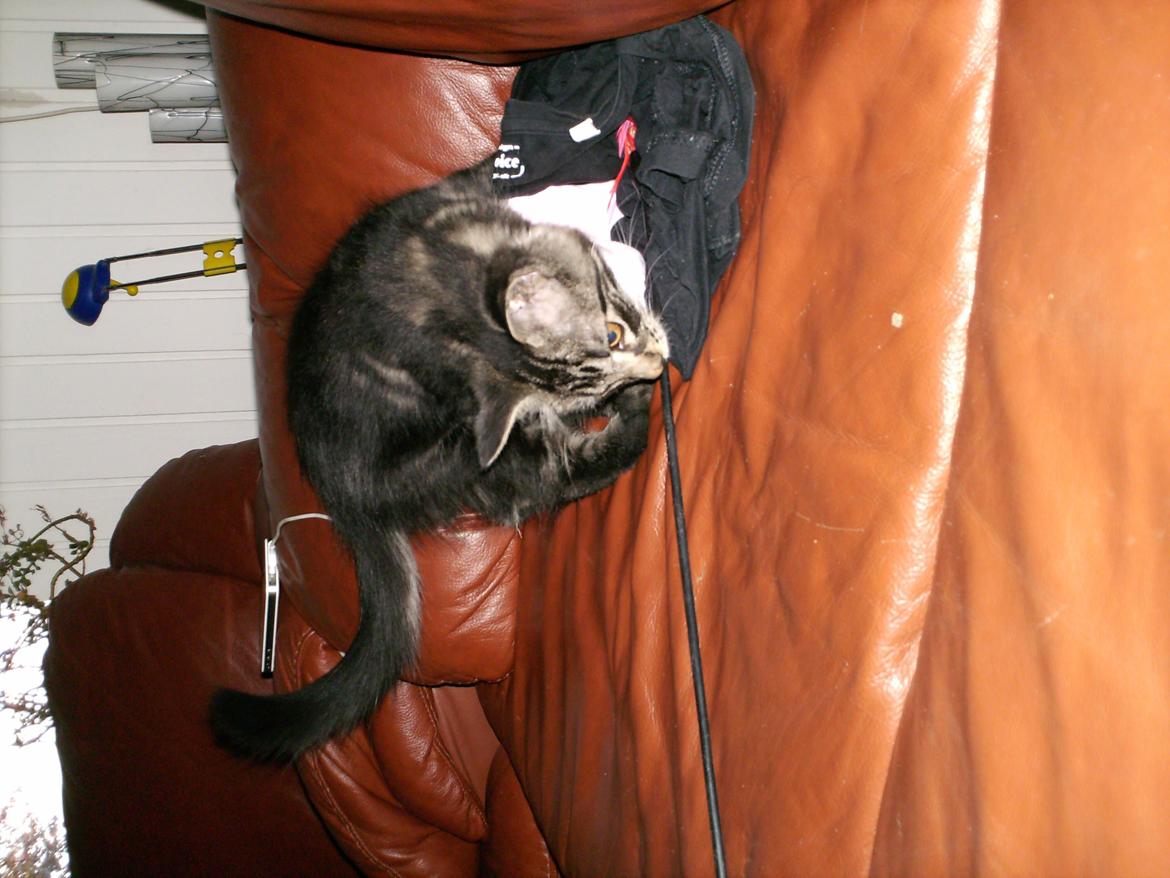 Blanding af racer Mira Solgt billede 9