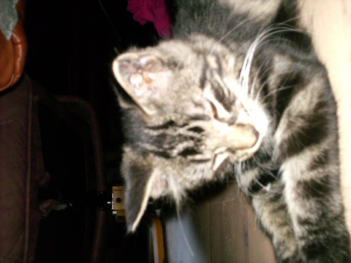 Blanding af racer Mira Solgt billede 10