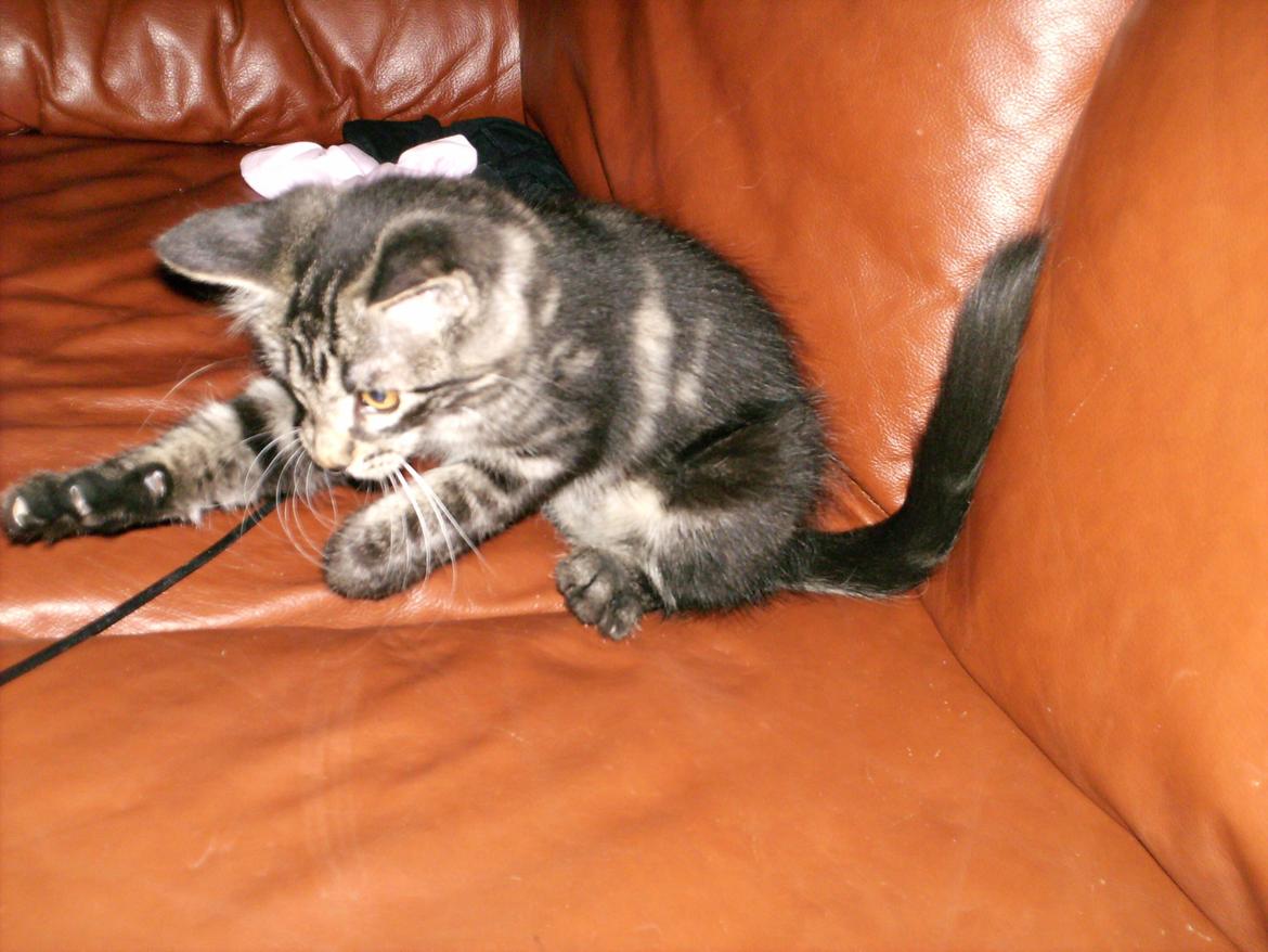 Blanding af racer Mira Solgt billede 11