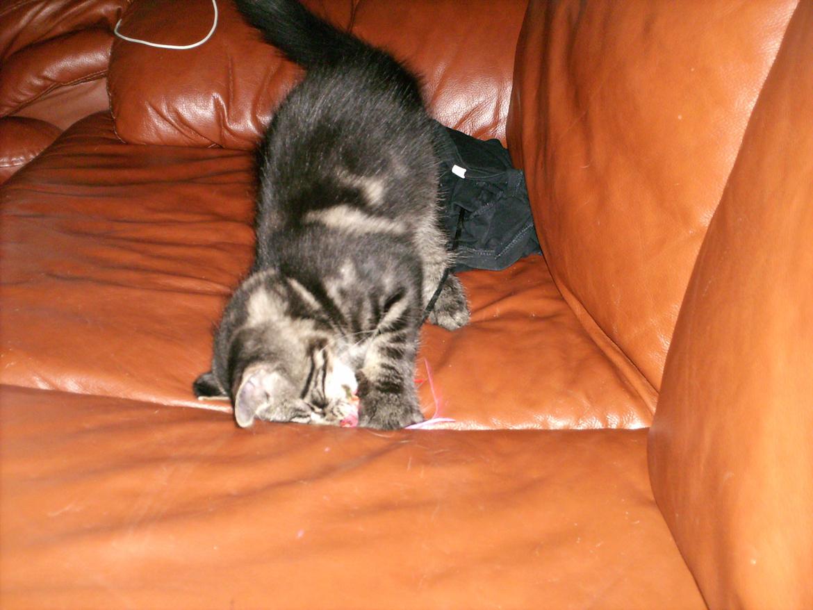 Blanding af racer Mira Solgt billede 12