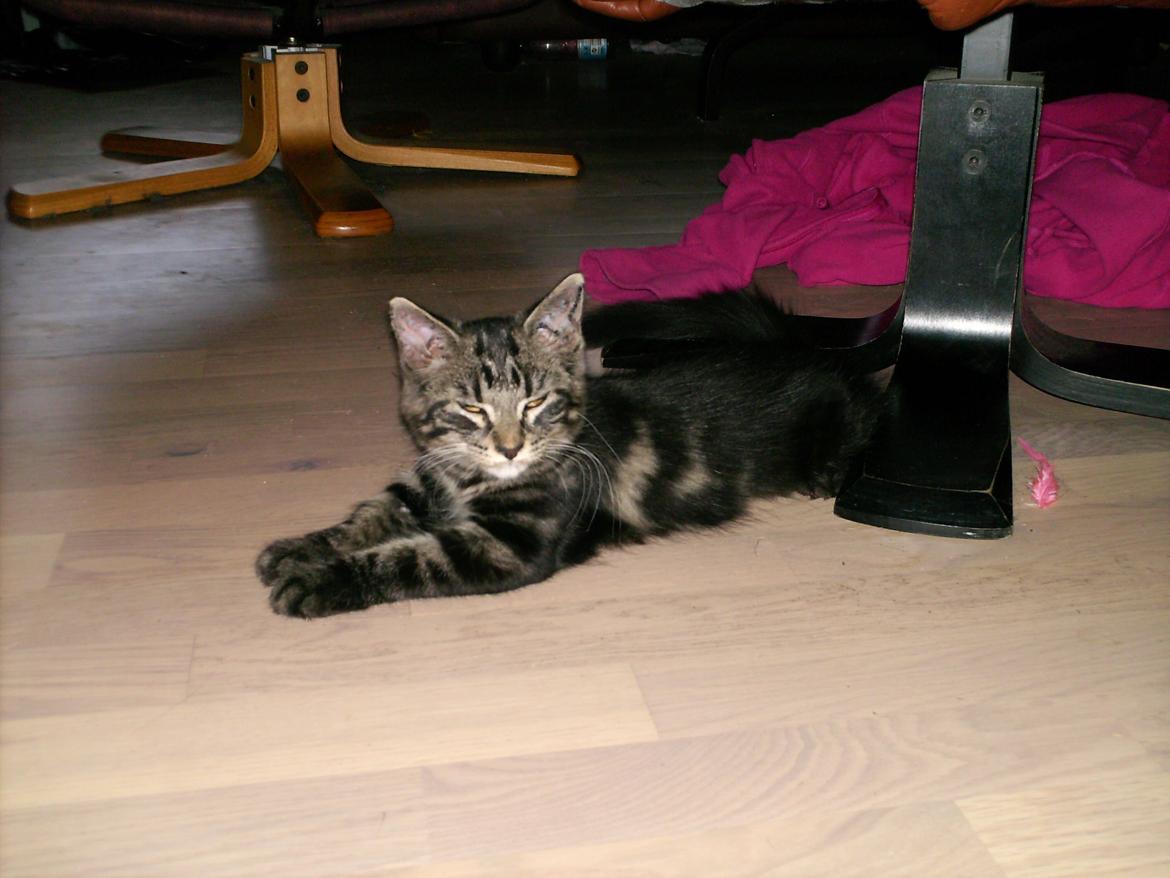 Blanding af racer Mira Solgt billede 13