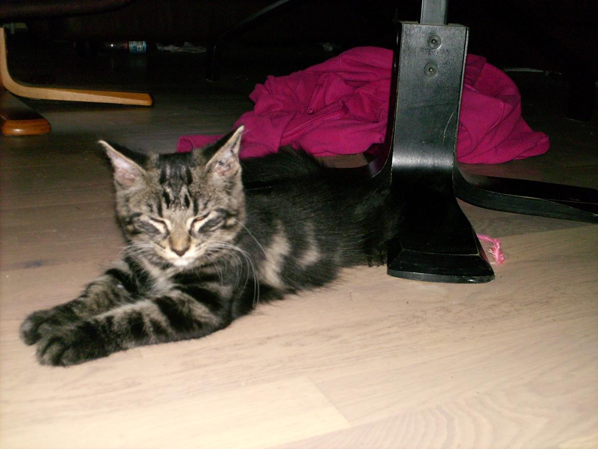 Blanding af racer Mira Solgt billede 14