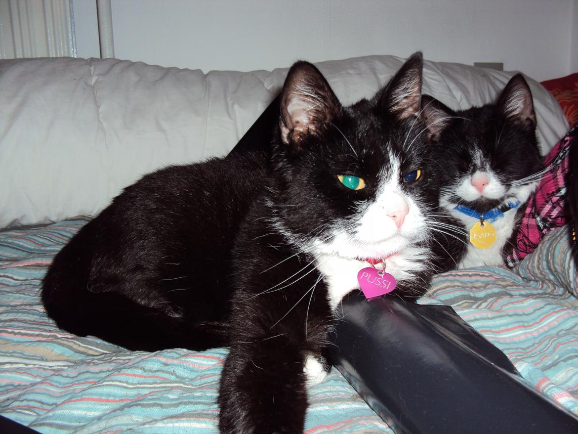 Huskat Pussi [FORSVUNDET] billede 15