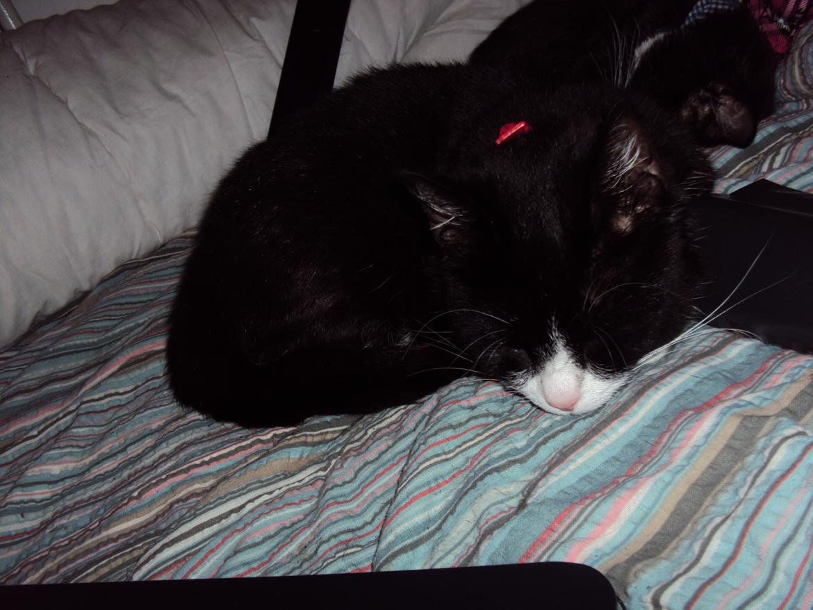 Huskat Pussi [FORSVUNDET] billede 16