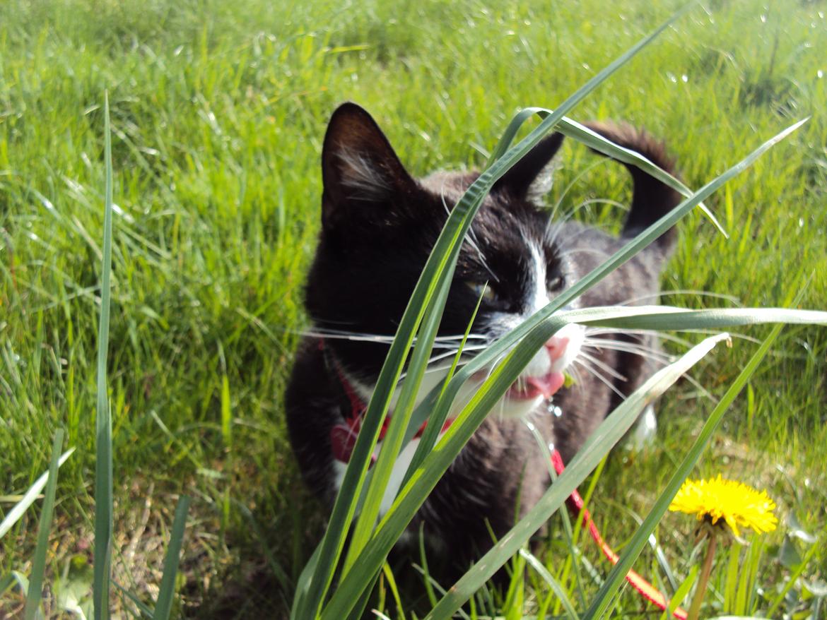 Huskat Pussi [FORSVUNDET] billede 17