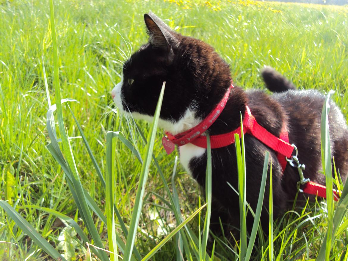 Huskat Pussi [FORSVUNDET] billede 6