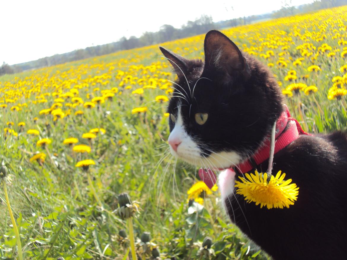 Huskat Pussi [FORSVUNDET] billede 3