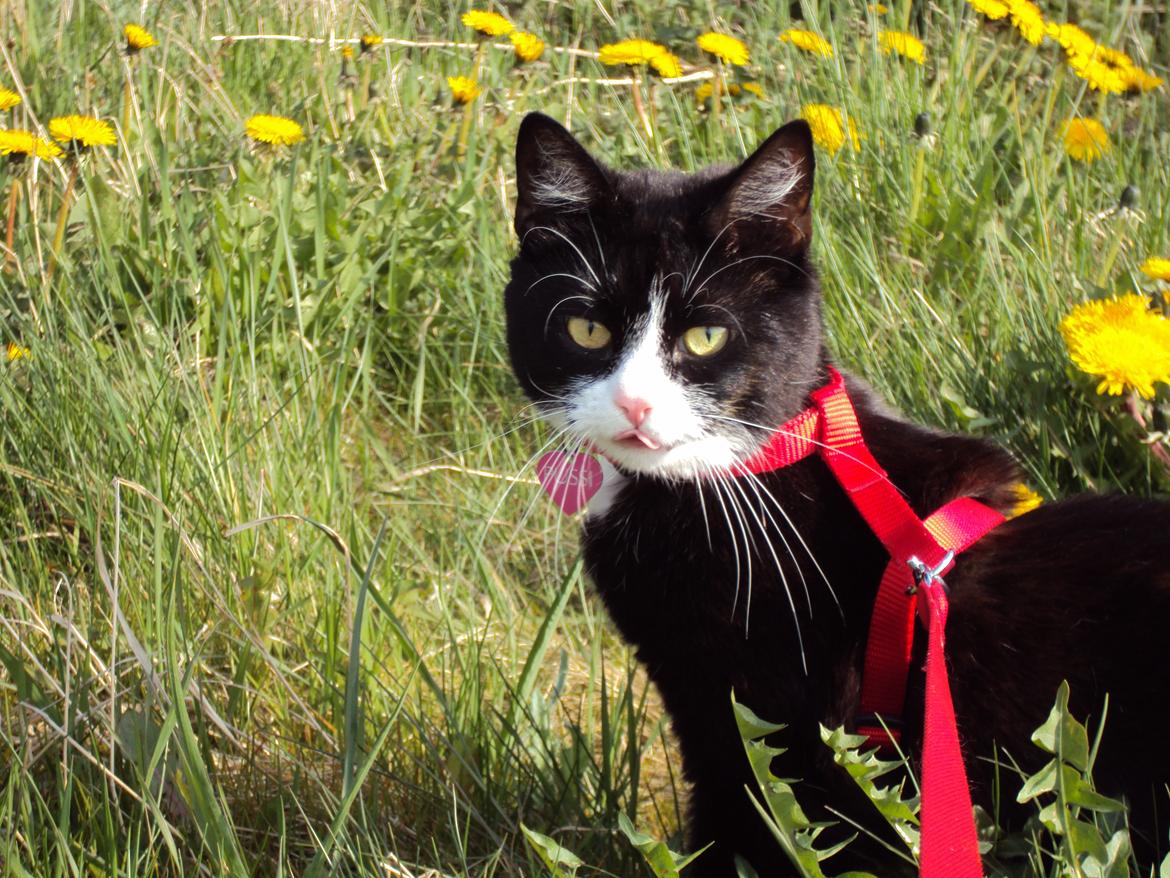 Huskat Pussi [FORSVUNDET] billede 1