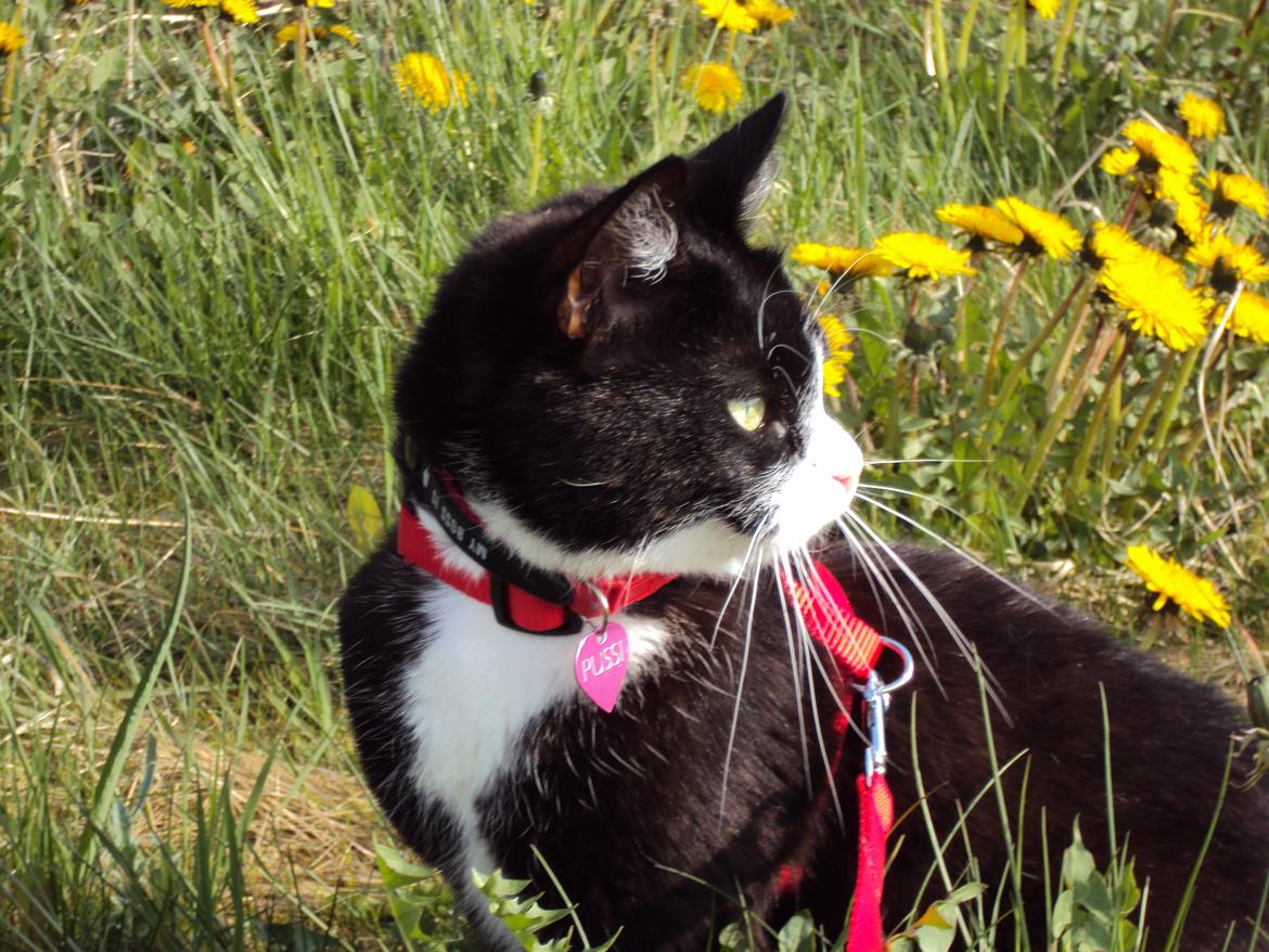 Huskat Pussi [FORSVUNDET] billede 11