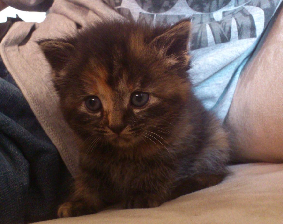 Blanding af racer Mika - 2 dag vi havde hende, vi regner med hun er omkring 4 uger.  billede 2