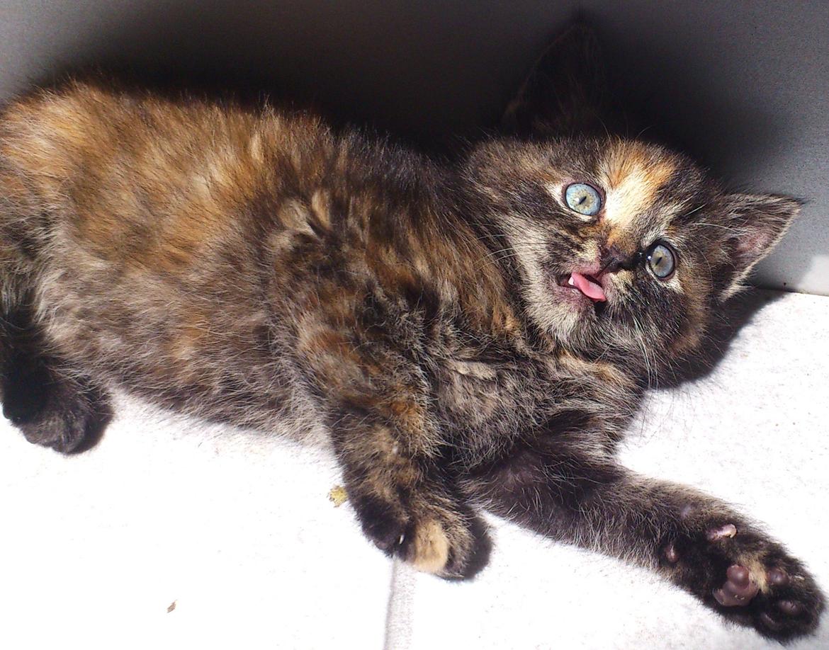 Blanding af racer Mika billede 4