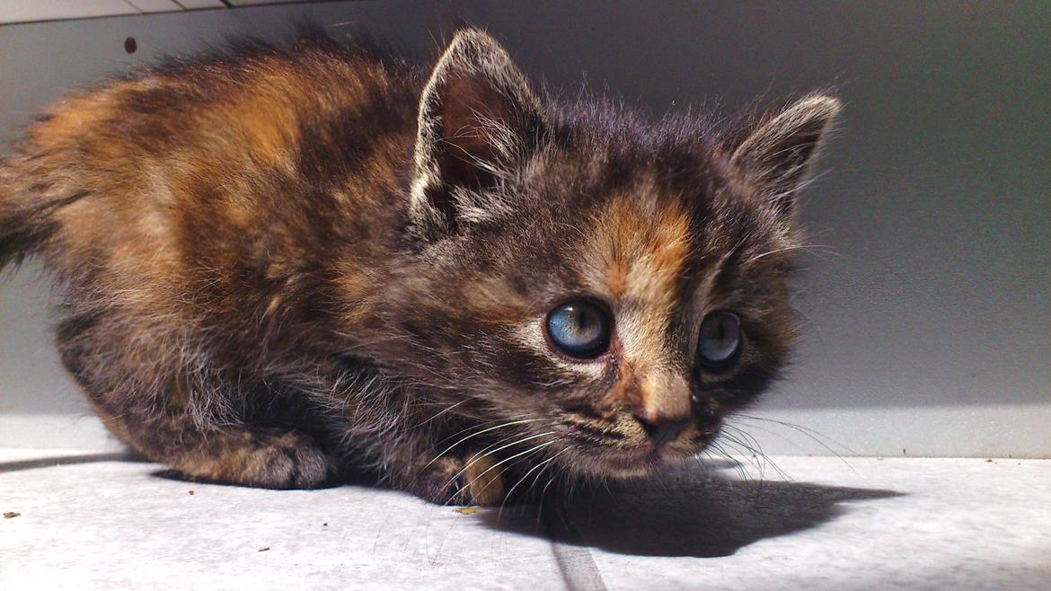 Blanding af racer Mika billede 5