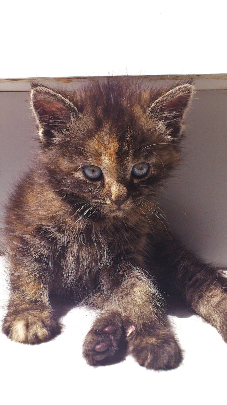 Blanding af racer Mika - er jeg ikke bare sød :)  billede 1