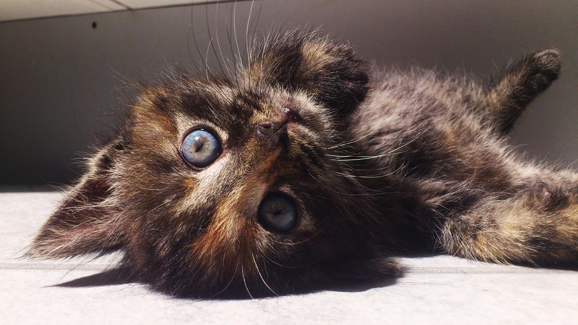 Blanding af racer Mika billede 6