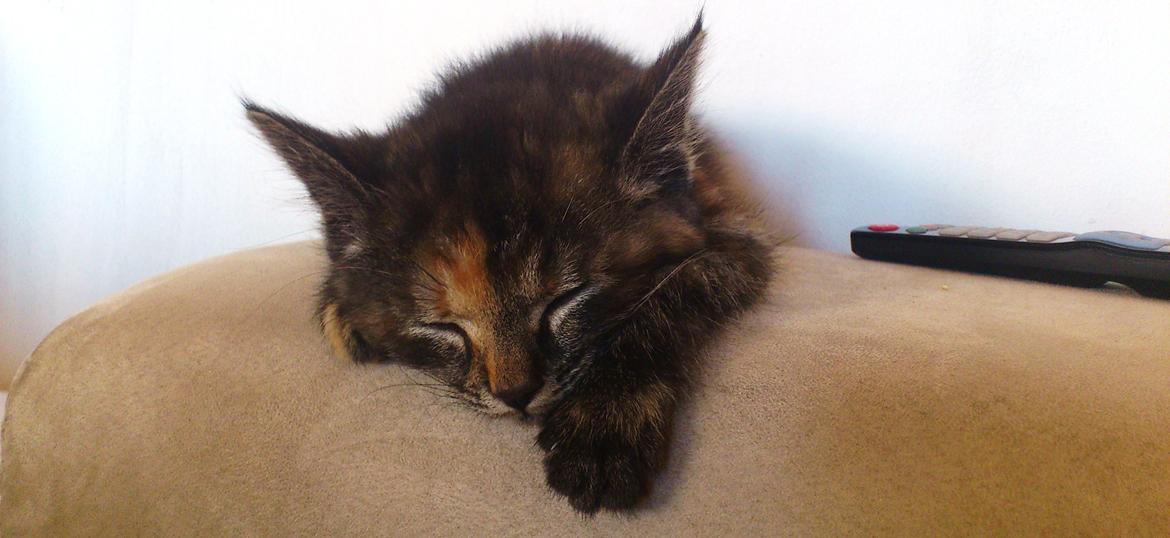 Blanding af racer Mika billede 8