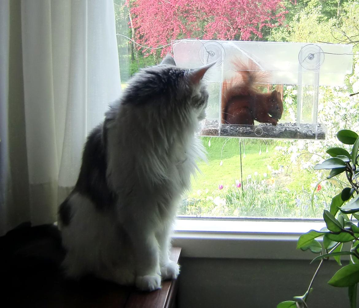 Maine Coon Milkiway - sommer 2012 billede 10