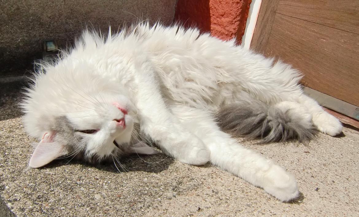 Maine Coon Milkiway - August 2012
1 år og 10 måneder gammel billede 8