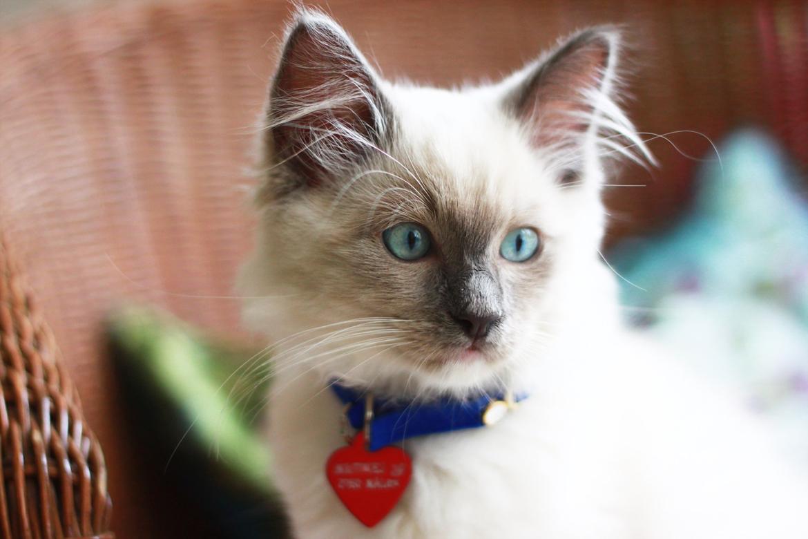 Ragdoll Kalle - Smukke Kalle :) billede 1