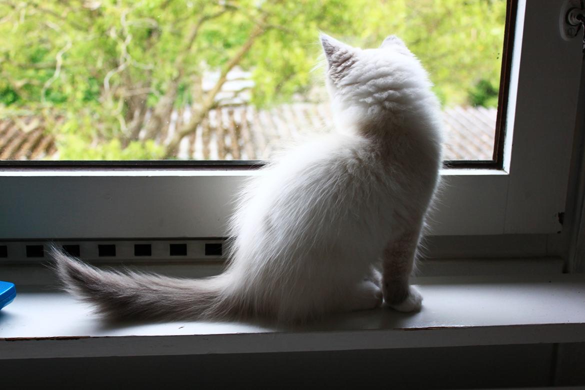 Ragdoll Kalle billede 2