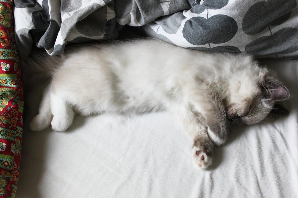 Ragdoll Kalle billede 3