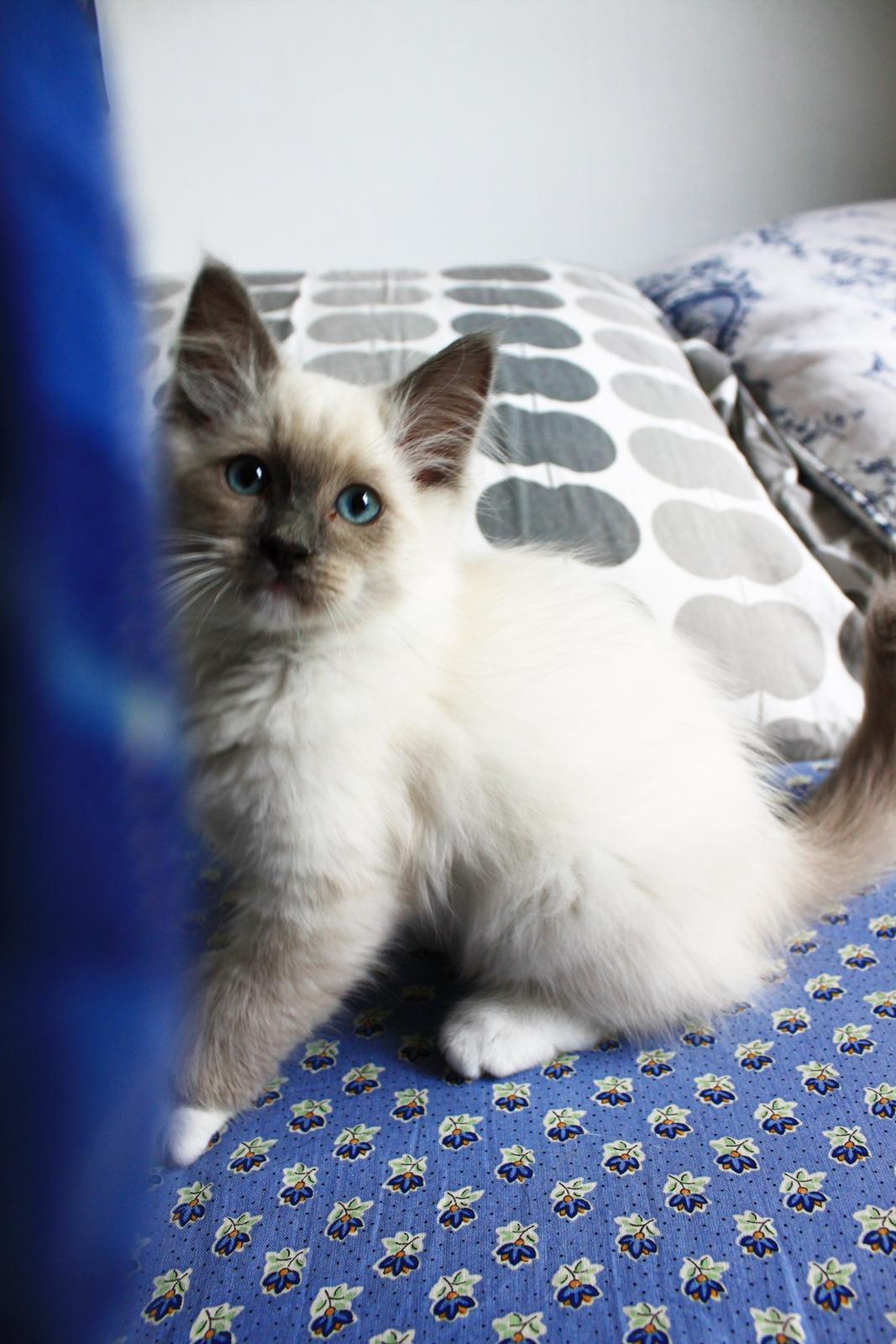 Ragdoll Kalle billede 4