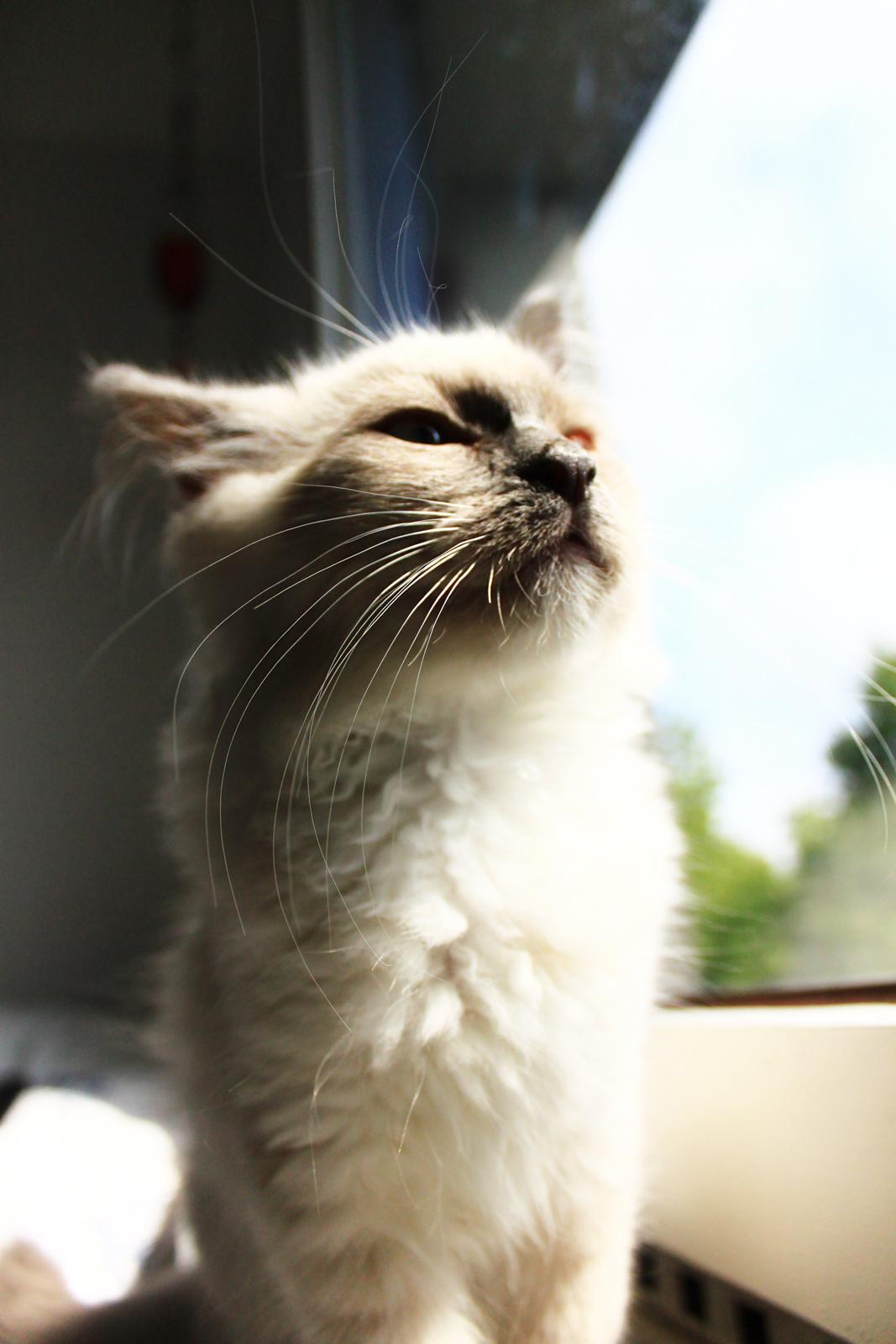 Ragdoll Kalle billede 5