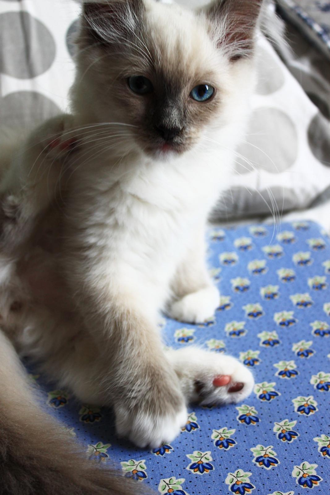 Ragdoll Kalle billede 6