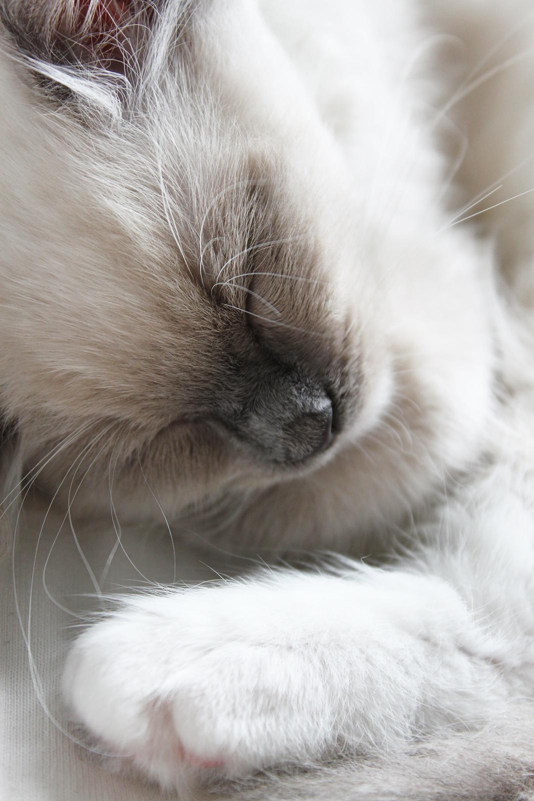 Ragdoll Kalle billede 7