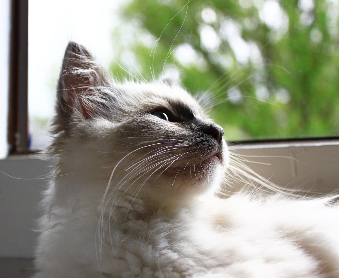 Ragdoll Kalle billede 8