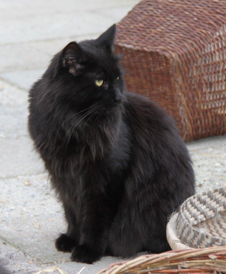 Maine Coon Maggie *Flyttet* - Sommer 2012. billede 14
