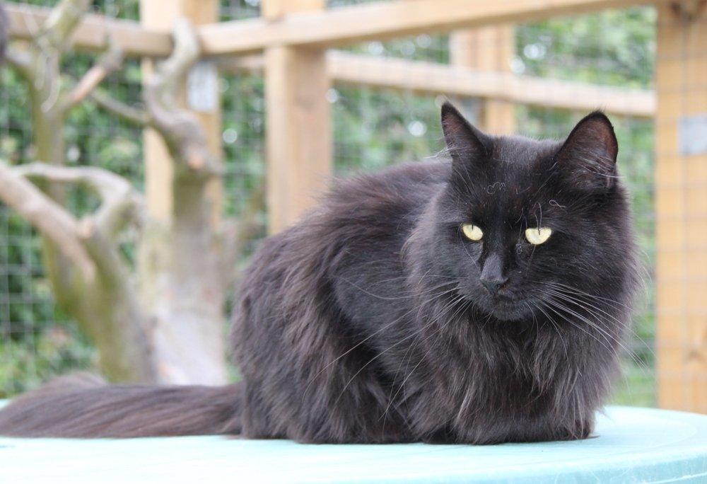 Maine Coon Maggie *Flyttet* - Sommer 2012. billede 15