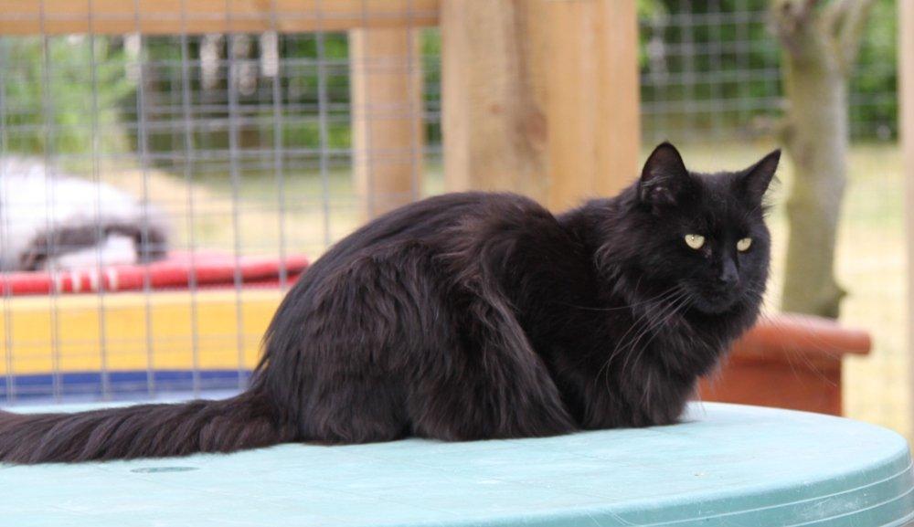 Maine Coon Maggie *Flyttet* - Sommer 2012. billede 16