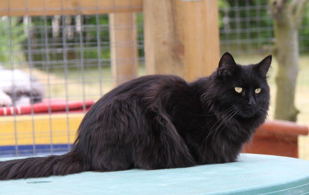 Maine Coon Maggie *Flyttet* - Sommer 2012. billede 17