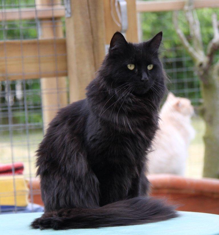 Maine Coon Maggie *Flyttet* - Sommer 2012. billede 18