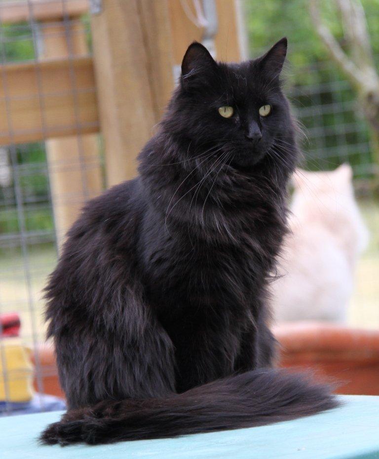 Maine Coon Maggie *Flyttet* - Sommer 2012. billede 19