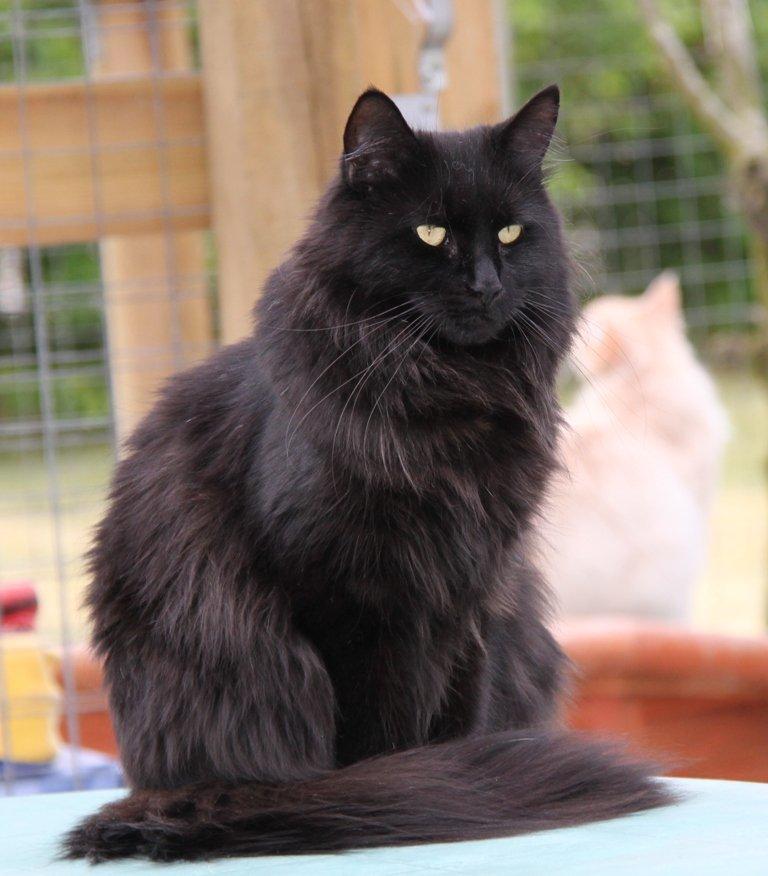 Maine Coon Maggie *Flyttet* - Sommer 2012. billede 20