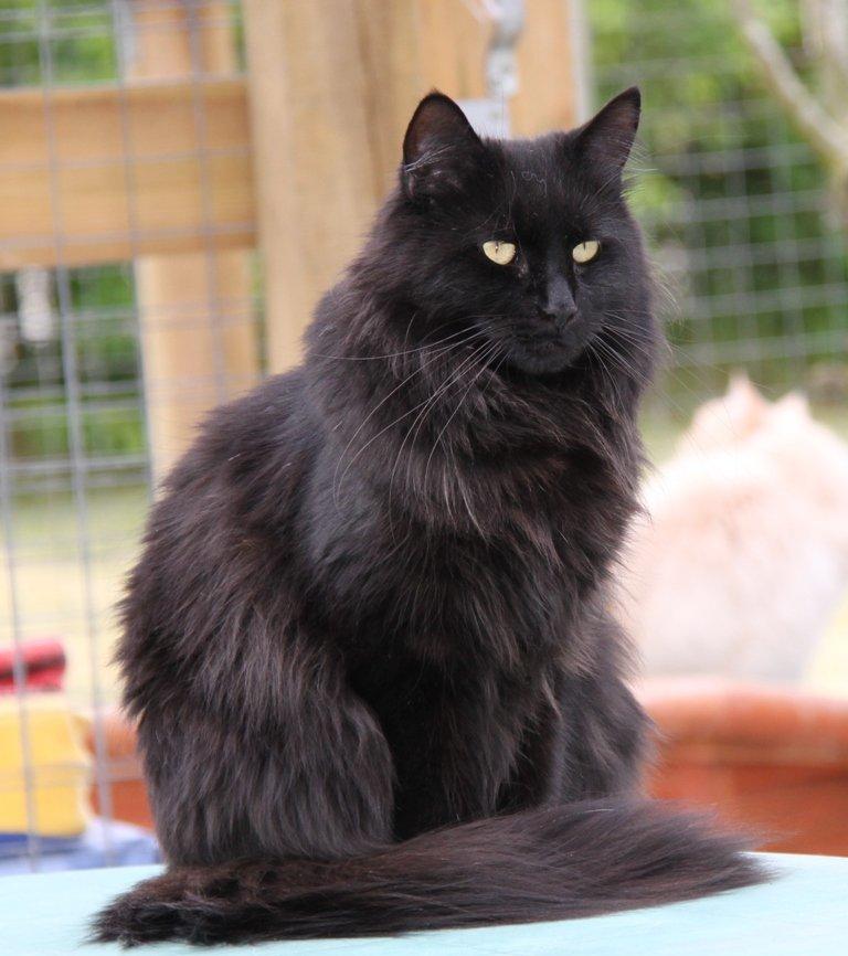 Maine Coon Maggie *Flyttet* - Sommer 2012. billede 1