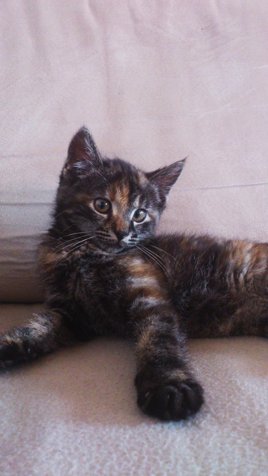 Blanding af racer Mika billede 9