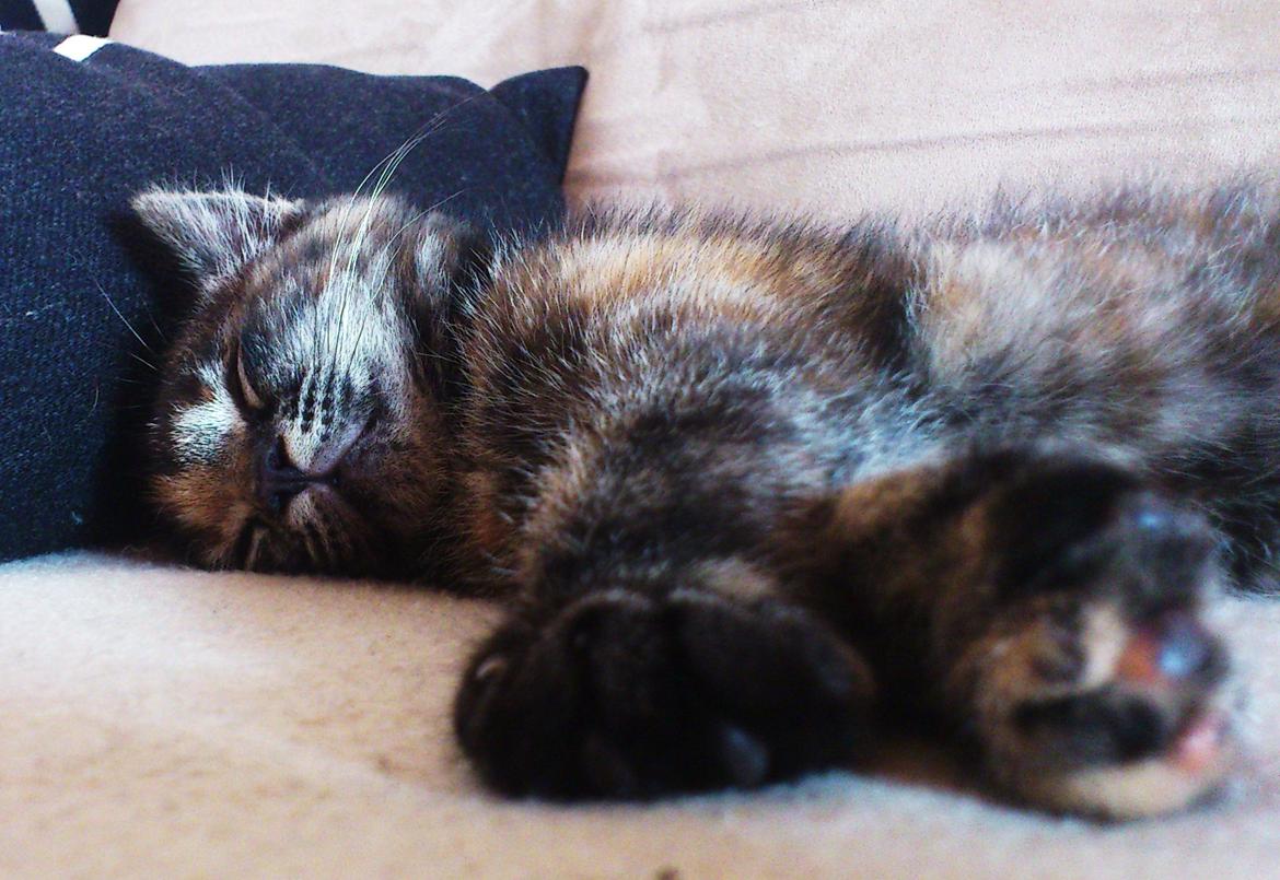 Blanding af racer Mika billede 10