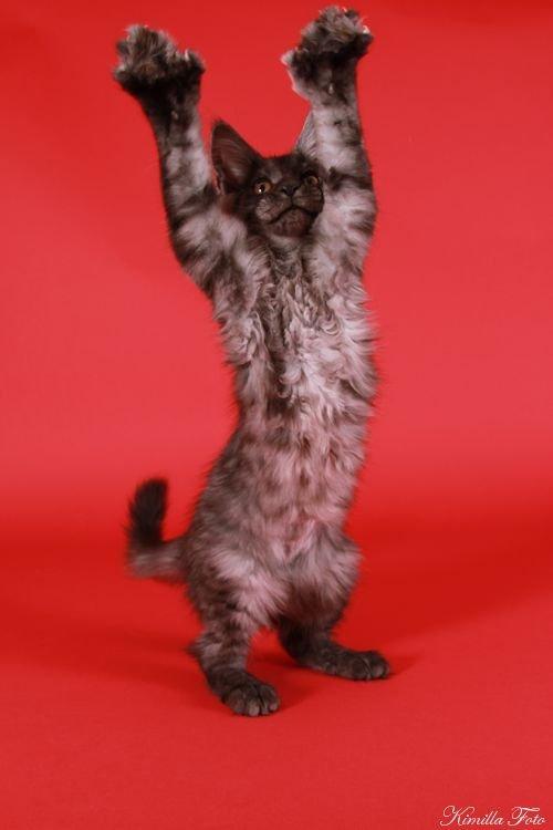 Maine Coon Kalypso PP billede 17