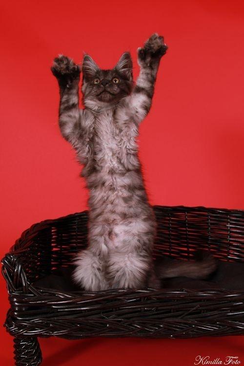 Maine Coon Kalypso PP billede 18