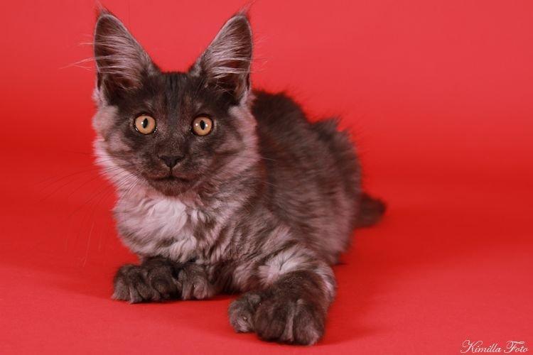 Maine Coon Kalypso PP billede 19