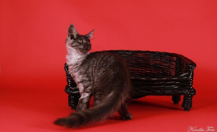 Maine Coon Kalypso PP billede 20