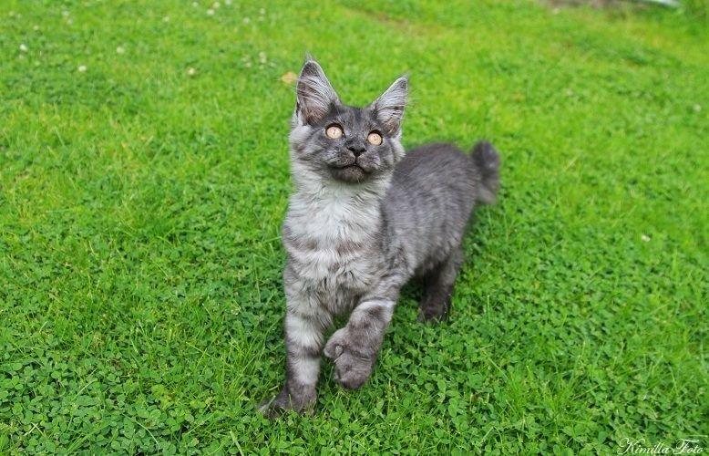 Maine Coon Kalypso PP billede 16