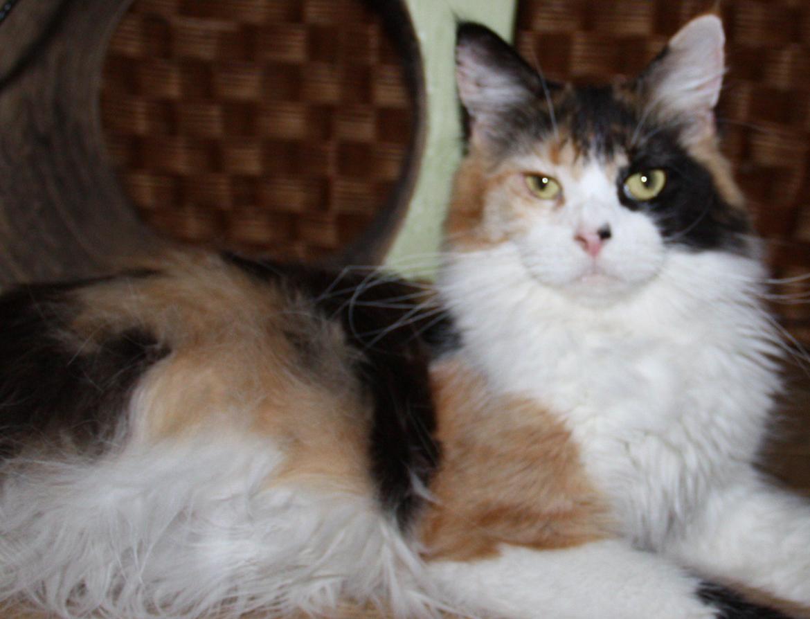 Maine Coon Mia Maja billede 1