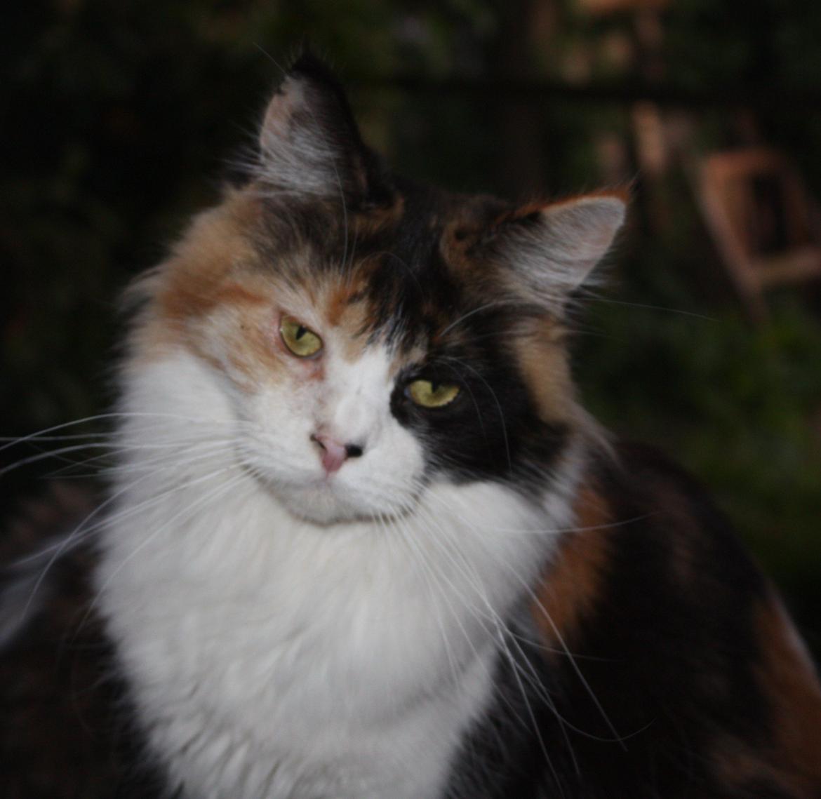 Maine Coon Mia Maja billede 2