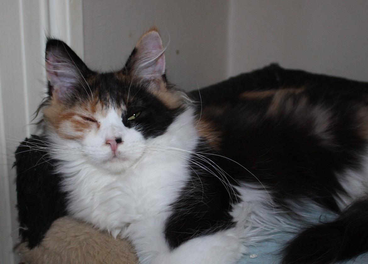 Maine Coon Mia Maja billede 3