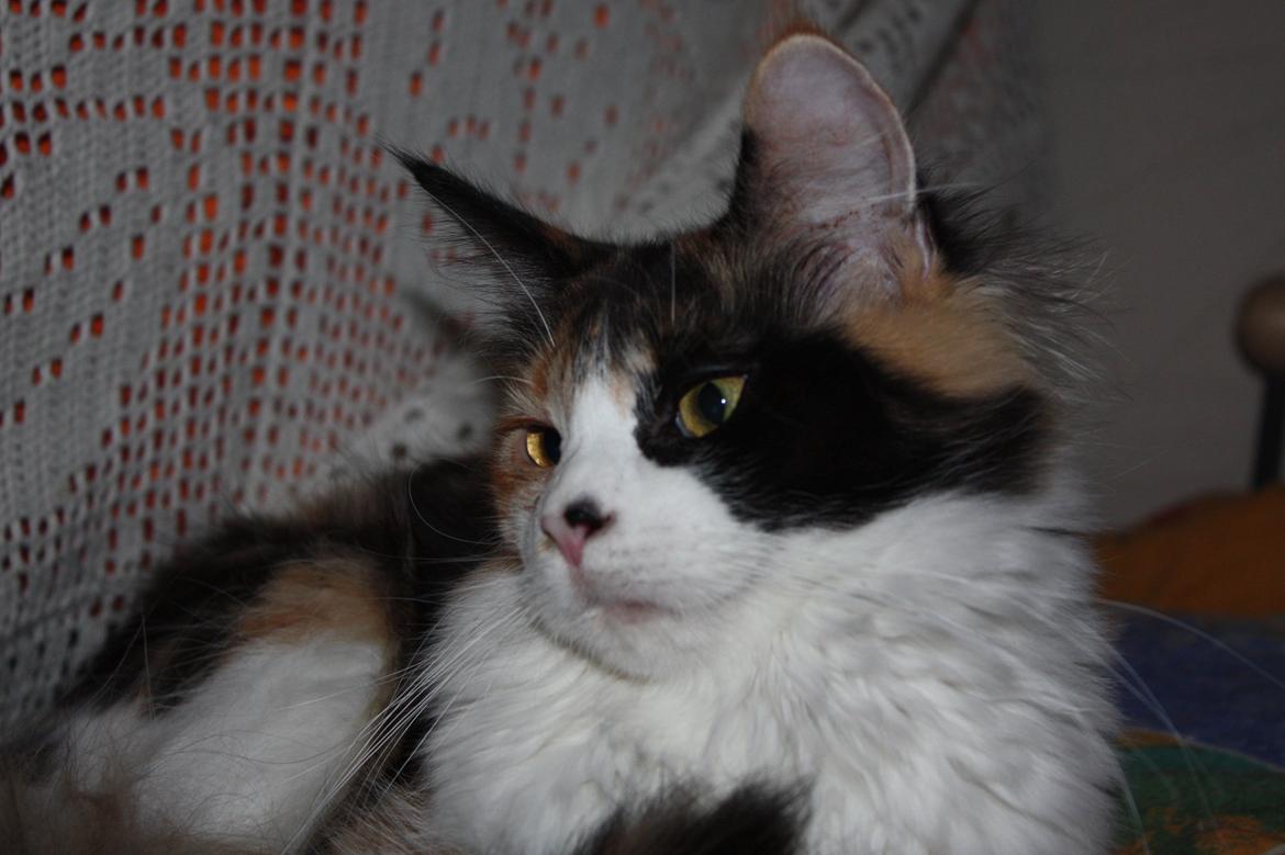 Maine Coon Mia Maja billede 4