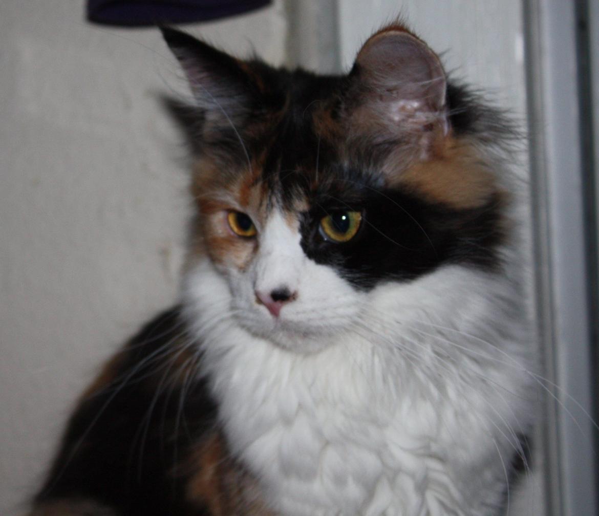 Maine Coon Mia Maja billede 5