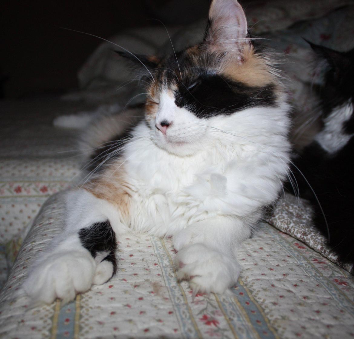 Maine Coon Mia Maja billede 6